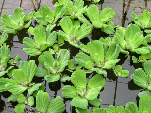 stratiotes water lettuce pistia temperature floating pond lowering plant agriculture larger