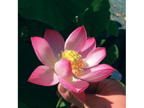 Mini Pink Or White Mix Lotus Seeds Hardy Lotus