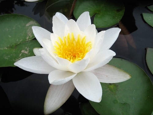 White Water Lily (Nymphaea alba)