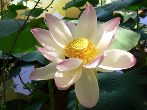 Nelumbo Nucifera (espèce), Syn. Lotus sacré