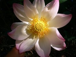 Nelumbo Nucifera (espèce), Syn. Lotus sacré