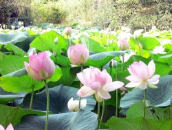 Nelumbo Nucifera (espèce), Syn. Lotus sacré