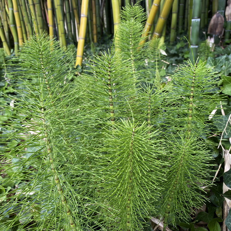 Equisetum telmateia (La grande prêle)