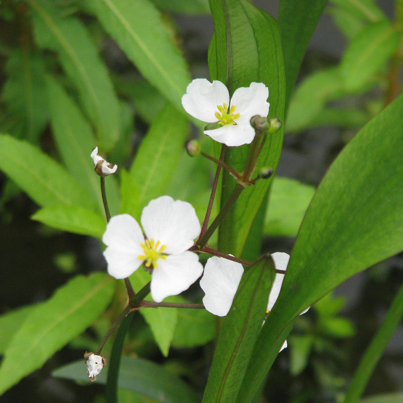 Sagittaria graminea