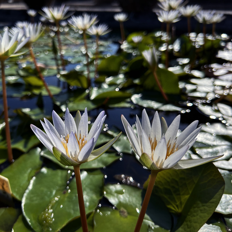 Nymphaea 'Dauben'