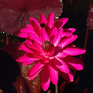 Atmosphera Water Lily 61x25cm au meilleur prix sur