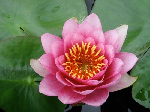 Nymphaea 'Sultan', pink hardy water lily