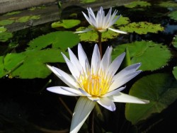 Nymphaea 'Daubenyana'