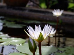 Nymphaea 'Daubenyana'