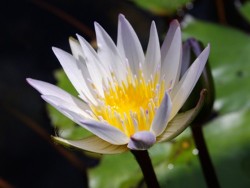 Nymphaea 'Daubenyana'